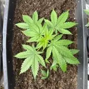 Critical Runtz Sensi Seeds