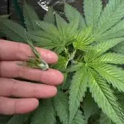 Critical Runtz Sensi Seeds