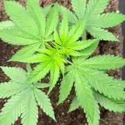 Critical Runtz Sensi Seeds