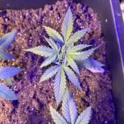 GG#4 Zamnesia