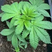 Future Frost #1