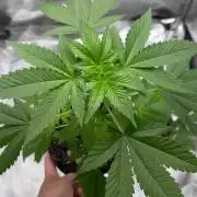Critical Strain Test