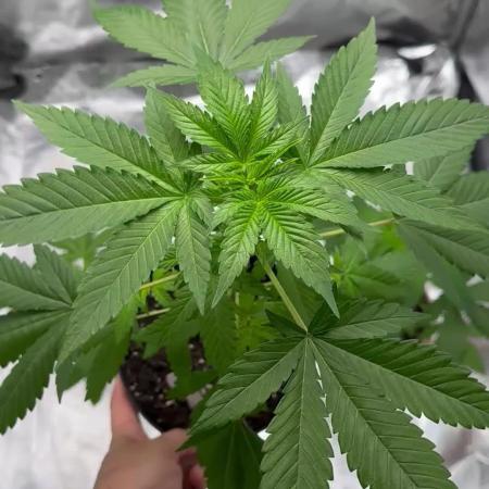 Critical Strain Test