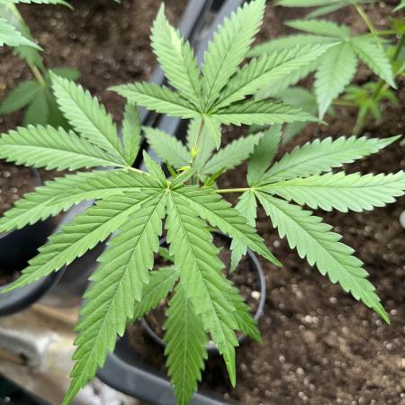 GG#4 Strain Test