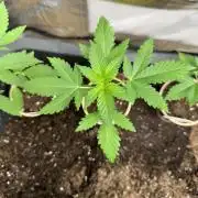 Critical Strain Test
