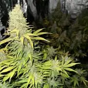 Lemon Mandarin