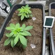 Future Frost #1