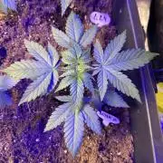 Runtz Seedstockers