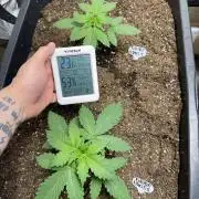 Future Frost #1