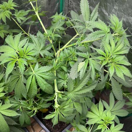 Future Frost #1