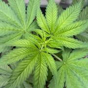 Critical Runtz Sensi Seeds