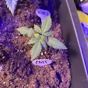 Critical RQS