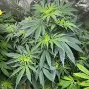 Lemon Mandarin