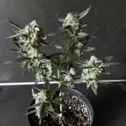 Mini Punch Pie‘s 🥊👶🏻