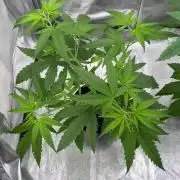 GG#4 Strain Test