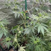 Critical Runtz Sensi Seeds