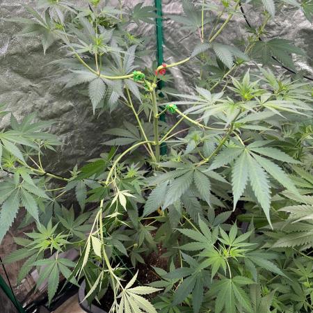 Critical Runtz Sensi Seeds