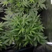 KANNABIA SEEDS = APPLE AND BANANAS