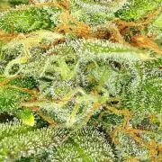 420 FASTBUDS = TROPICANA COOKIES FF