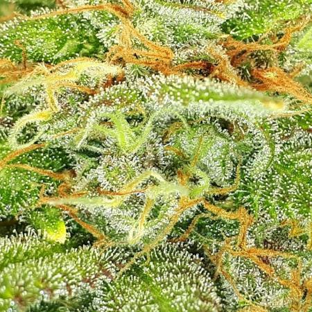 420 FASTBUDS = TROPICANA COOKIES FF