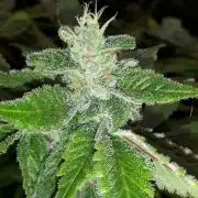 MSNL SEEDS = SKYWALKER OG