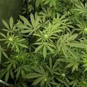 MSNL SEEDS = GORILLA ZKITTLES