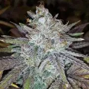 KANNABIA SEEDS = ZOAP ROSE