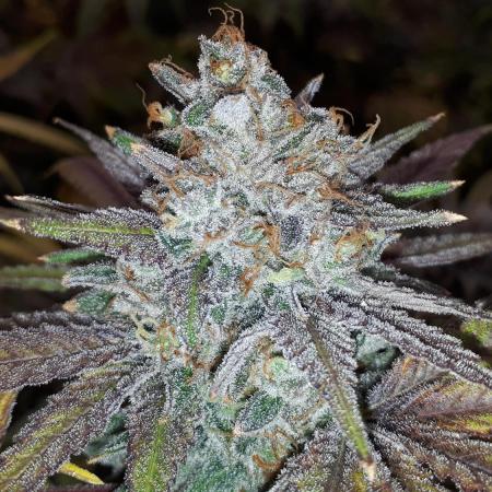 KANNABIA SEEDS = ZOAP ROSE
