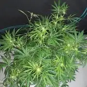 MSNL SEEDS = MIMOSA