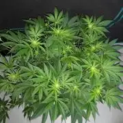 420 FASTBUDS = TROPICANA COOKIES FF