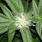 SUPERNATURAL SEEDS = APPLE MAC