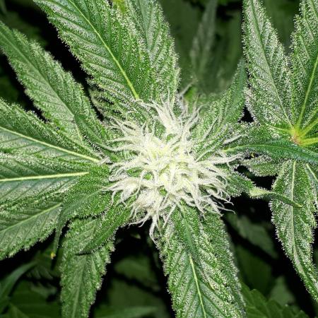 SUPERNATURAL SEEDS = APPLE MAC