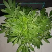 MSNL SEEDS = PERMANENT MARKER