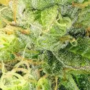 MSNL SEEDS = CARBON FIBER