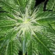 IZI SEEDS = GRANDPA ZOMBIE