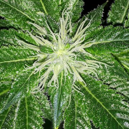 IZI SEEDS = GRANDPA ZOMBIE