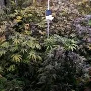 25 PLANT GROW- 8X8 GROW TENT