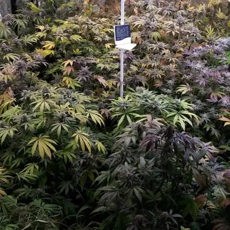 25 PLANT GROW- 8X8 GROW TENT