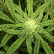 MSNL SEEDS = GORILLA ZKITTLES