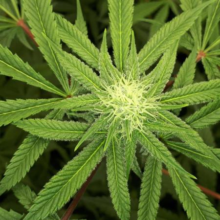 MSNL SEEDS = GORILLA ZKITTLES