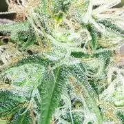 MSNL SEEDS = MIMOSA