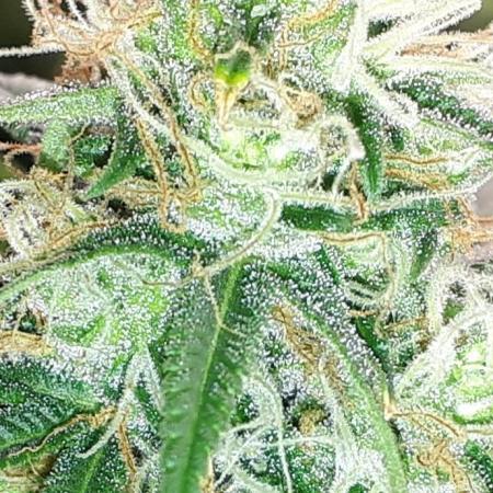 MSNL SEEDS = MIMOSA