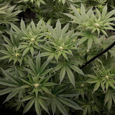 KANNABIA SEEDS = PINK GELATO