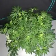 420 FASTBUDS = PAPAYTON
