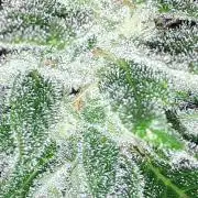 MSNL SEEDS = SKYWALKER OG