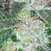 MSNL SEEDS = GRAPE GLACIER