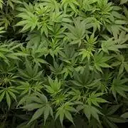 420 FASTBUDS = TROPICANA COOKIES FF