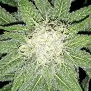 MSNL SEEDS = GORILLA ZKITTLES