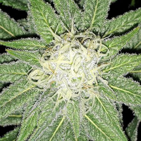 MSNL SEEDS = GORILLA ZKITTLES