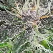 ILGM = TANGIE QUEEN
